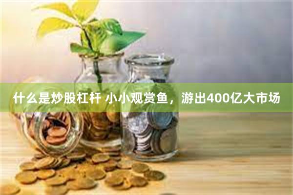 什么是炒股杠杆 小小观赏鱼，游出400亿大市场
