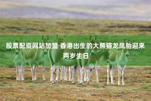 股票配资网站加盟 香港出生的大熊猫龙凤胎迎来两岁生日